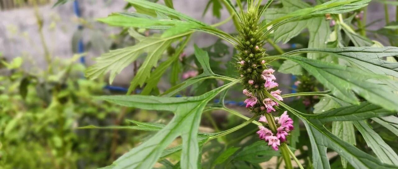 它是“妇科圣药”，活血调经、清热解毒，哪些人不能吃？你知道吗