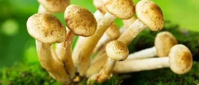 低危型HPV感染等于得了尖锐湿疣？必须治疗吗？