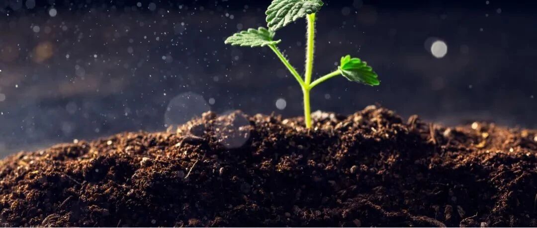 内膜太厚？这样调理就对了