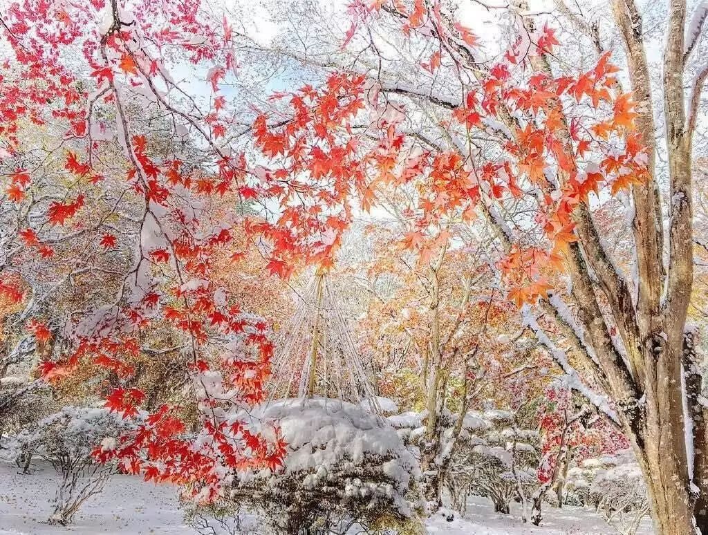 北海道早冬初雪