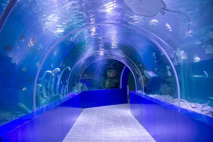 爆料这个地方承包了绵阳人的海洋梦还有匹诺曹在里面等你