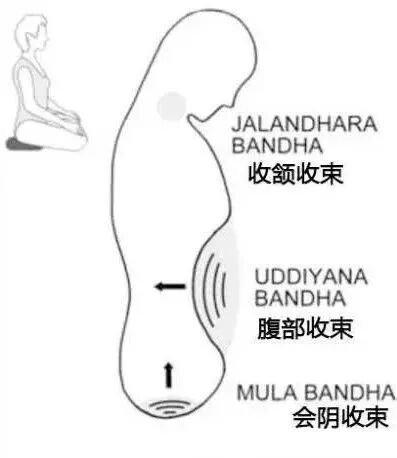 怎么 收 会阴练瑜伽，今天我们不聊腹肌，聊腹部收束！_https://www.jmylbn.com_新闻资讯_第4张