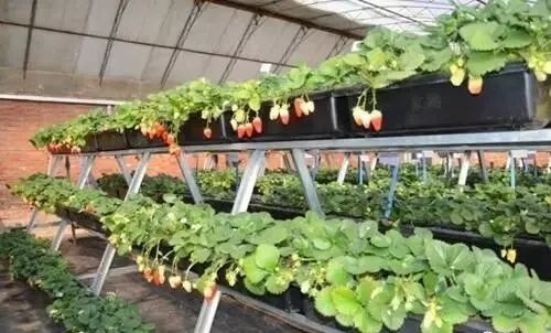 草莓立体栽培的出路在哪儿 草莓种植帮手 微信公众号文章阅读 Wemp