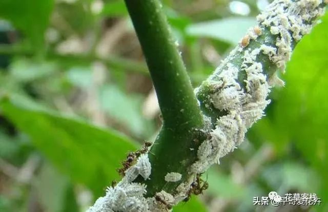 养花害虫多 这5种常见病虫害 教你自制 小方法 杀虫很有效 花草客栈 微信公众号文章阅读 Wemp