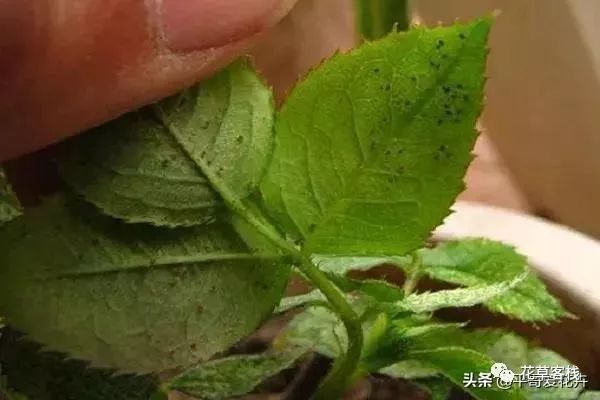 养花害虫多 这5种常见病虫害 教你自制 小方法 杀虫很有效 花草客栈 微信公众号文章阅读 Wemp