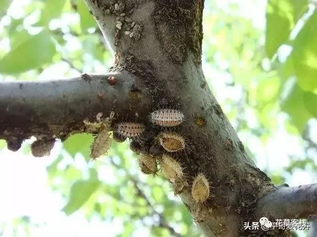 养花害虫多 这5种常见病虫害 教你自制 小方法 杀虫很有效 花草客栈 微信公众号文章阅读 Wemp