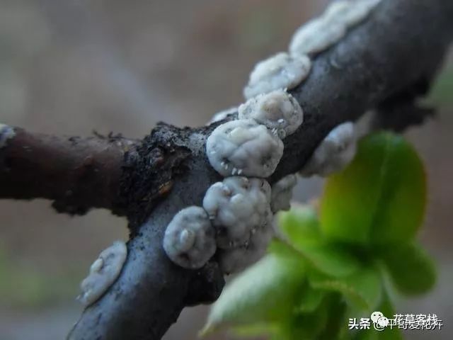 养花害虫多 这5种常见病虫害 教你自制 小方法 杀虫很有效 花草客栈 微信公众号文章阅读 Wemp