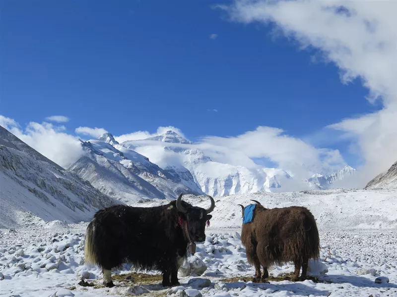 西藏雅拉香波2020年珠峰（北坡）攀登计划！(图31)