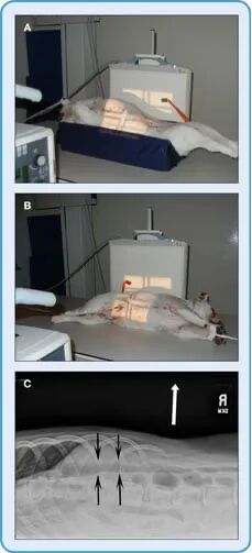 动物拍片腹部怎么摆【译文推荐】小动物腹部x线摄影术，一文教会你如何拍摄出一张高质量的x光片！_https://www.jmylbn.com_新闻资讯_第9张