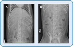 动物拍片腹部怎么摆【译文推荐】小动物腹部x线摄影术，一文教会你如何拍摄出一张高质量的x光片！_https://www.jmylbn.com_新闻资讯_第6张