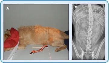动物拍片腹部怎么摆【译文推荐】小动物腹部x线摄影术，一文教会你如何拍摄出一张高质量的x光片！_https://www.jmylbn.com_新闻资讯_第7张