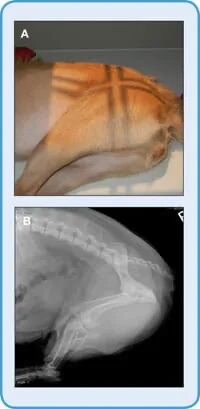 动物拍片腹部怎么摆【译文推荐】小动物腹部x线摄影术，一文教会你如何拍摄出一张高质量的x光片！_https://www.jmylbn.com_新闻资讯_第8张