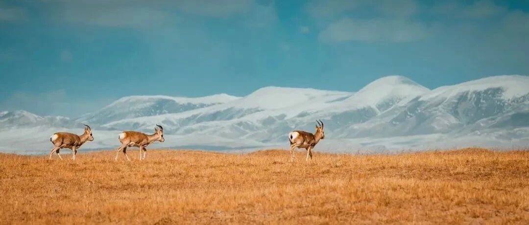 深入柴达木盆地，探秘可可西里