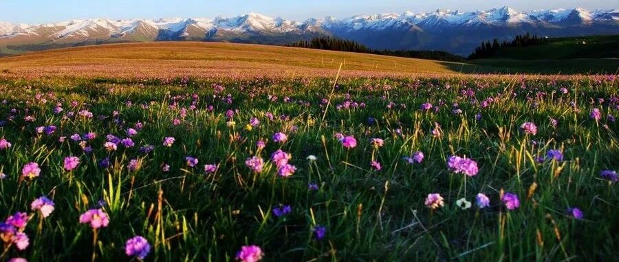 五月看花，为什么一定要去喀拉峻？