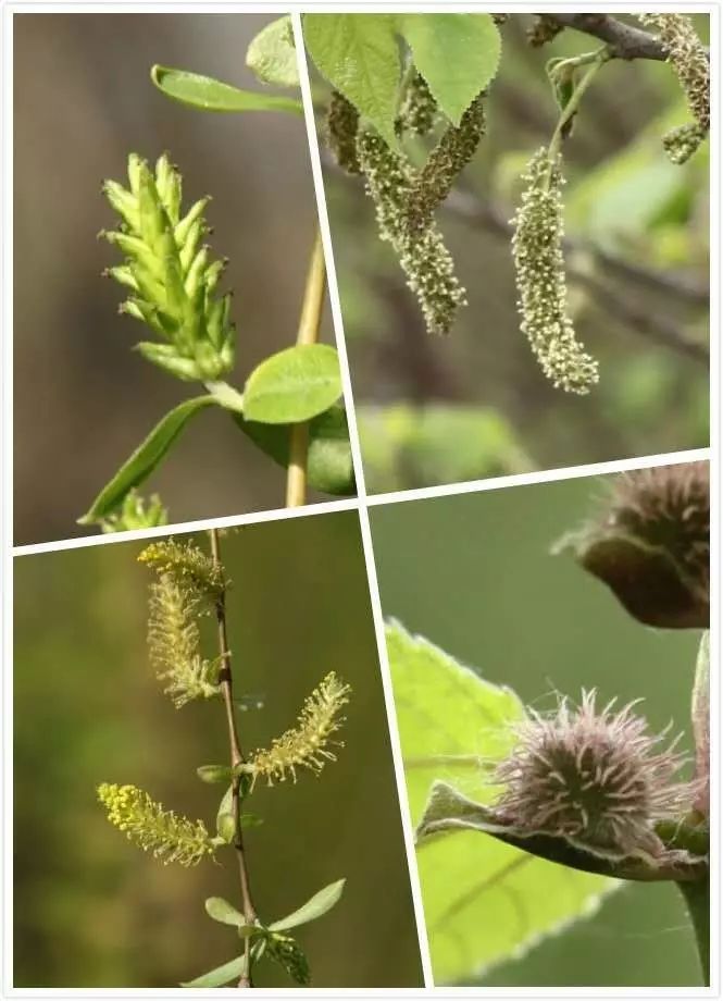 比如右上角构树的雄花序,柔软细长,通过风传播花粉