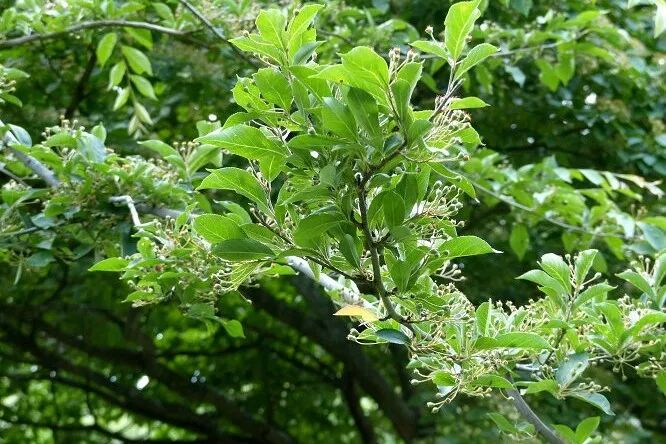 杂木杂谈 鎌柄 清风的花花世界 微信公众号文章阅读 Wemp