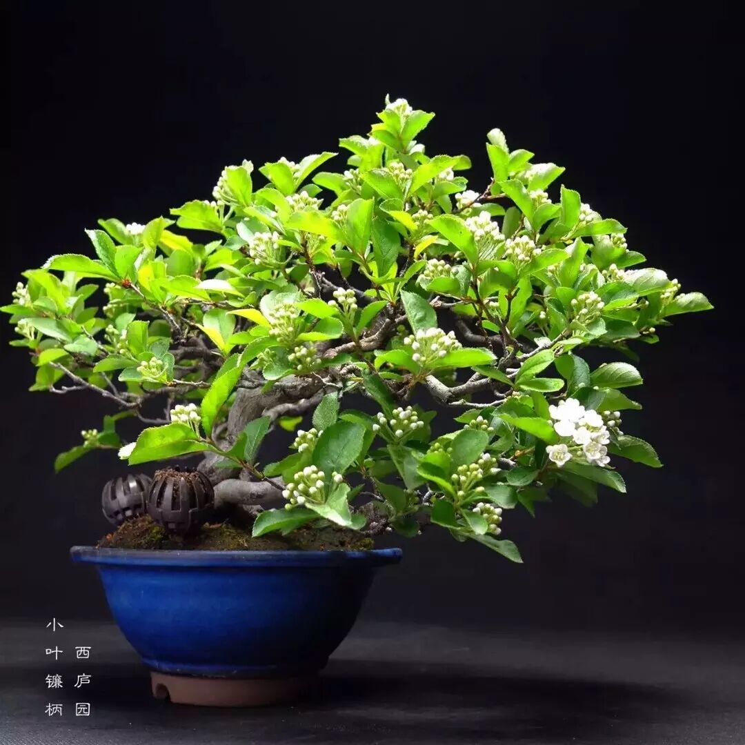 杂木杂谈 鎌柄 清风的花花世界 微信公众号文章阅读 Wemp