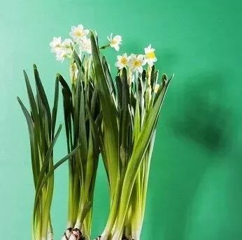 水仙花雕刻后的养殖方法 菜鸟养花 微信公众号文章阅读 Wemp