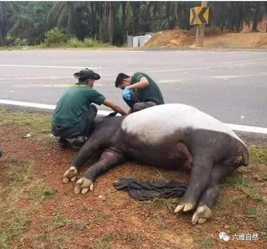 马来貘六维自然