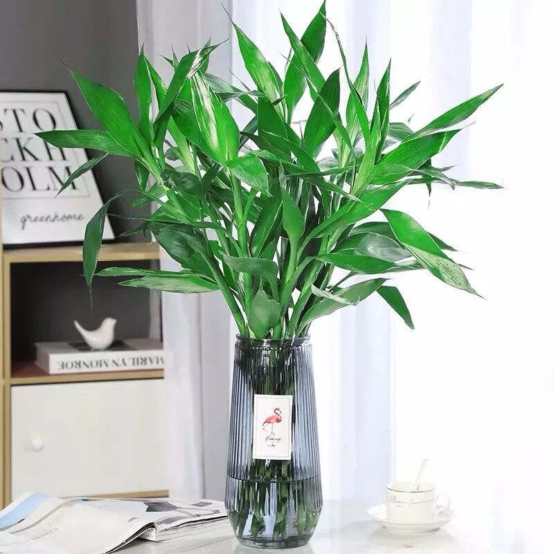 家养六种 富贵花 吉祥又如意 富贵又生财 人人都喜欢 养花之家 每日精选公众号文章