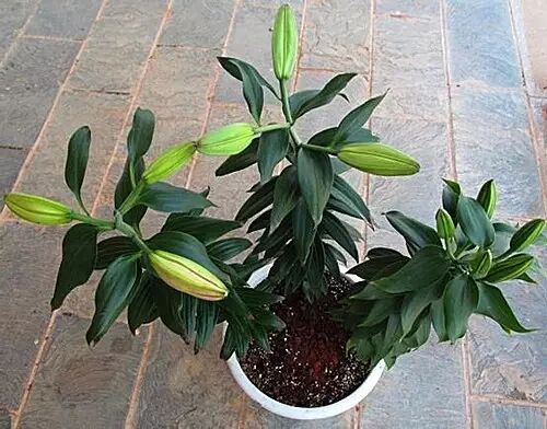 百合花施肥施什么肥料(百合花的施肥方法和注意事项)