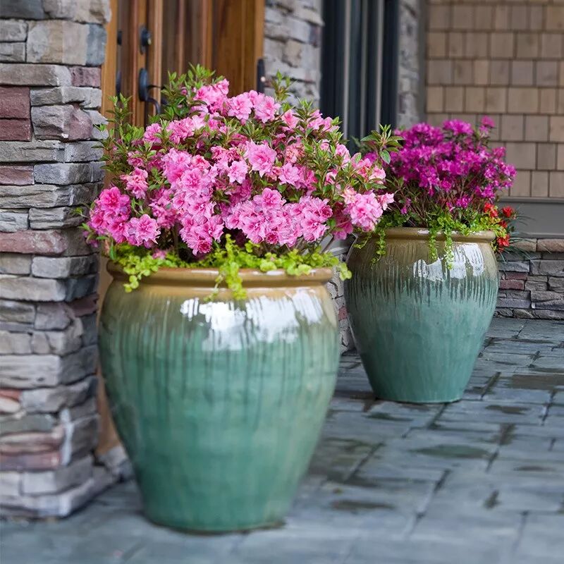 这7种花秋冬最容易死 新手养花一定要注意 养花之家 每日精选公众号文章