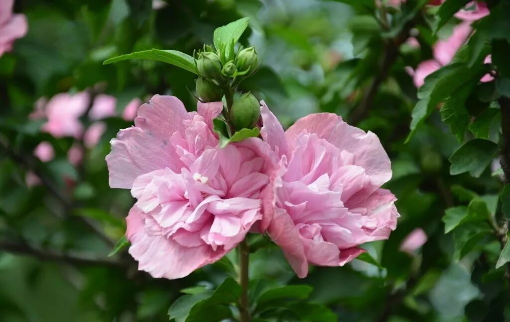 木槿养家中忌讳代表死亡(五树进宅,人穷家败,哪五种树) - 0415花卉网