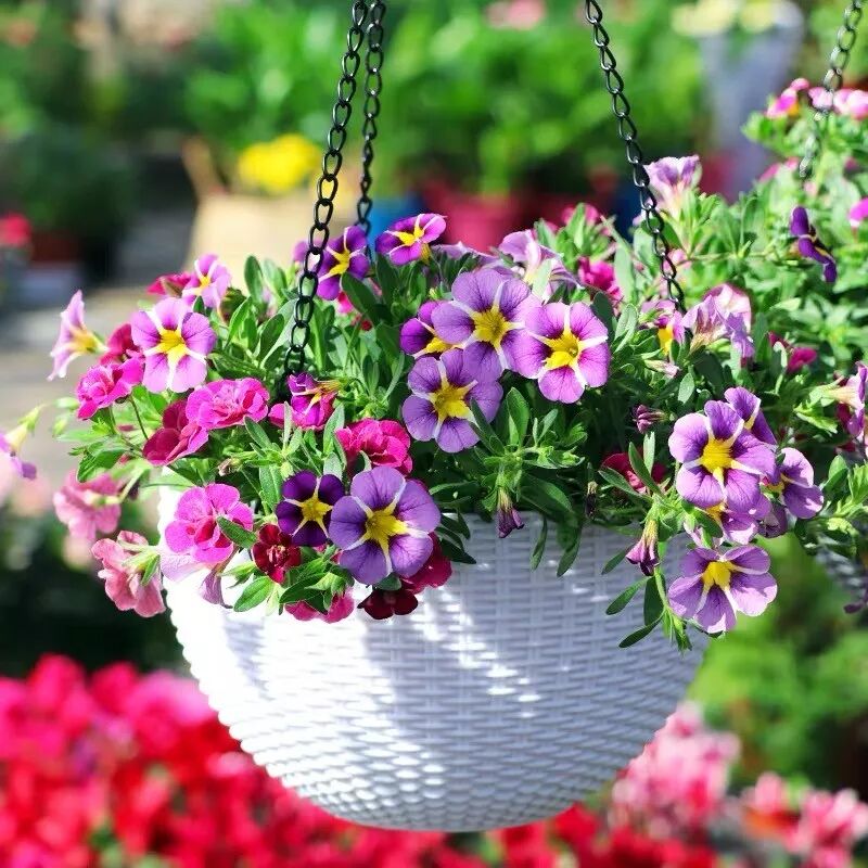 初春种下这7种花1个月不到就开花阳台变花海 养花之家 每日精选公众号文章