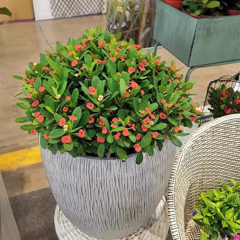 阳台上种这八种花 春夏秋冬花开不绝 你家养了哪一种呢 生活家 生活资讯 生活315 生活指南 生活品位 微信头条新闻公众号文章收集网