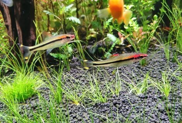 把植物种进鱼缸里水草造景美极了 养花之家 微信公众号文章