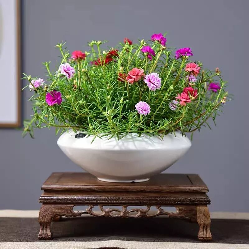 阳台上种这八种花 春夏秋冬花开不绝 你家养了哪一种呢 生活家 生活资讯 生活315 生活指南 生活品位 微信头条新闻公众号文章收集网