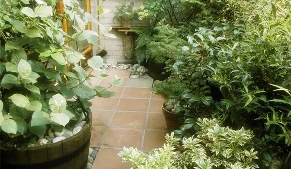 夏至开始养花必须注意这三点 否则很容易枯死 深圳市林外林园林工程有限公司