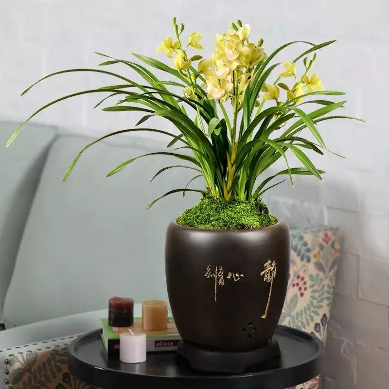 养护大花蕙兰喜温暖湿润的半阴环境,适宜的生长温度为10~25度,喜欢