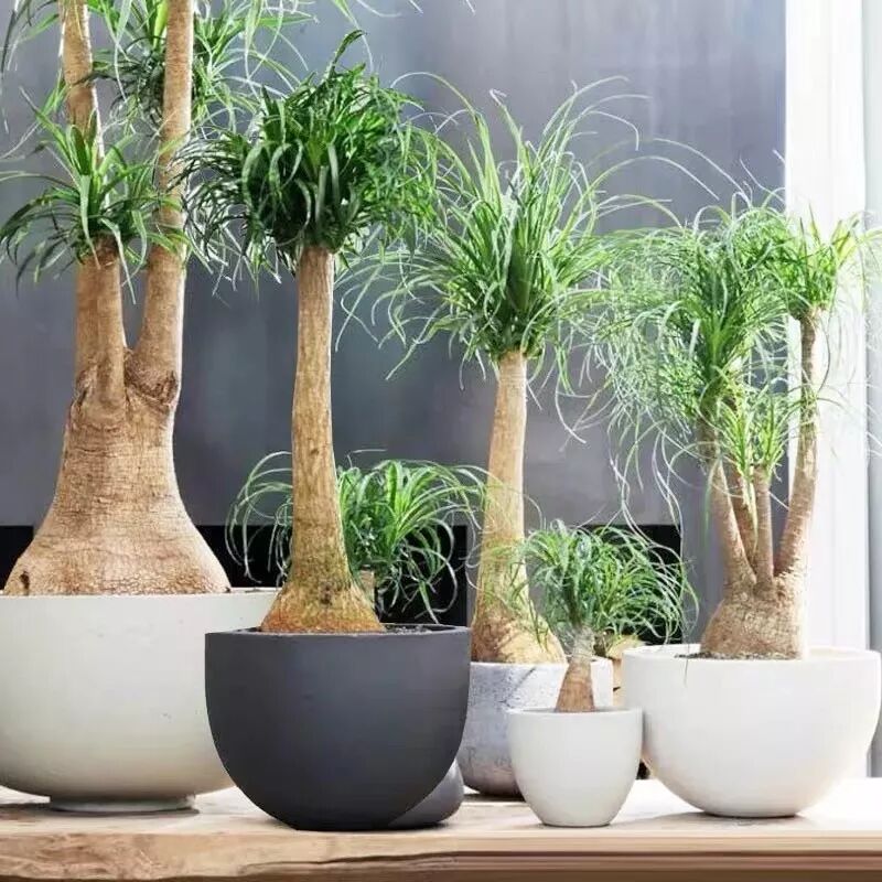 这五种 富贵花 招福招财好运来 家里至少要有一盆 养花之家 微信公众号文章