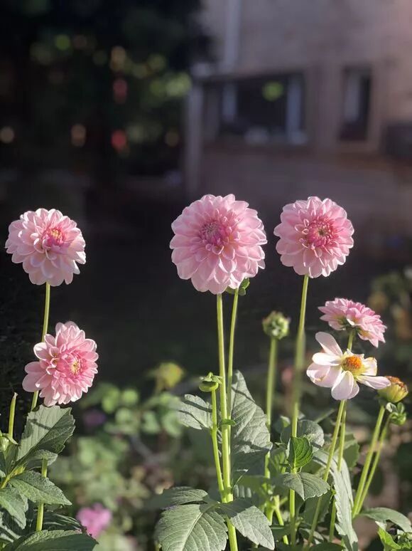 这五种花卉 花朵超大 一朵顶十朵 喜欢爆盆的就选它 养花之家 微信公众号文章阅读 Wemp