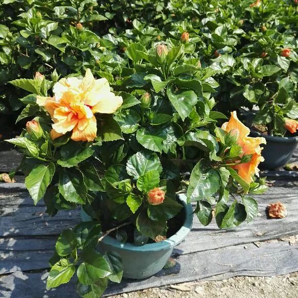 这五种花卉 花朵超大 一朵顶十朵 喜欢爆盆的就选它 养花之家 微信公众号文章阅读 Wemp