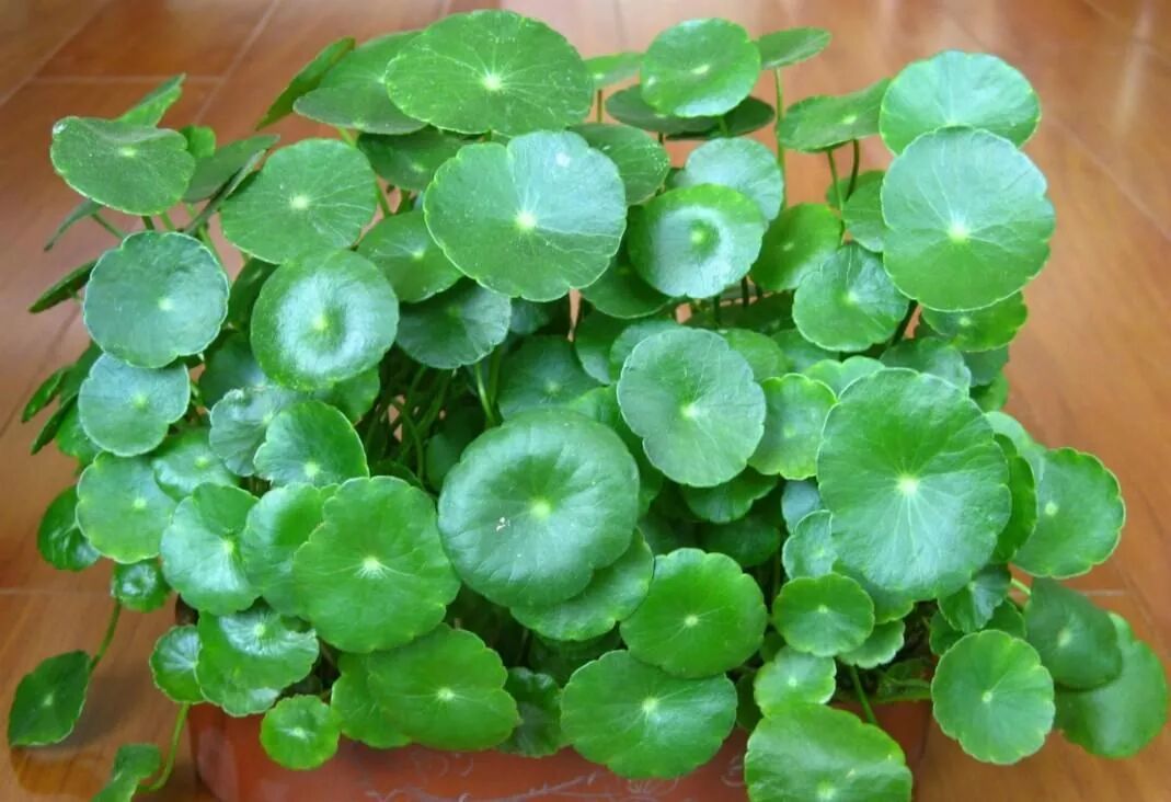如果你的铜钱草叶子很小,首先要考虑是不是光照不足.