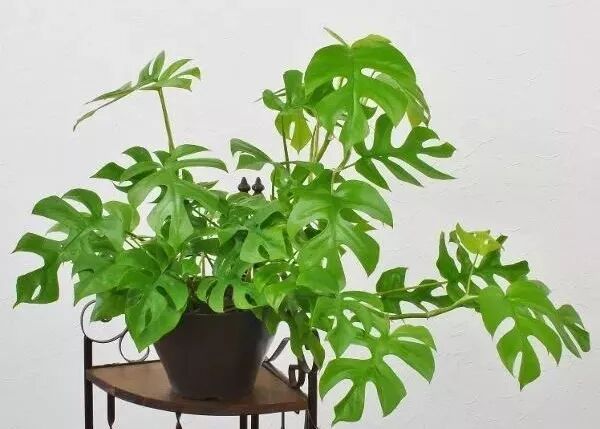 秋冬必養的12種耐陰植物家裡光照不好照樣枝繁葉茂 尋夢生活