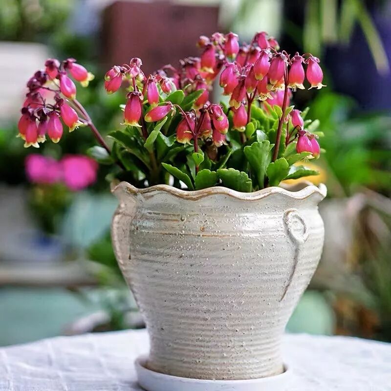 植物记 比长寿花更美丽的吉祥花 宫灯长寿花 养花之家 微信公众号文章