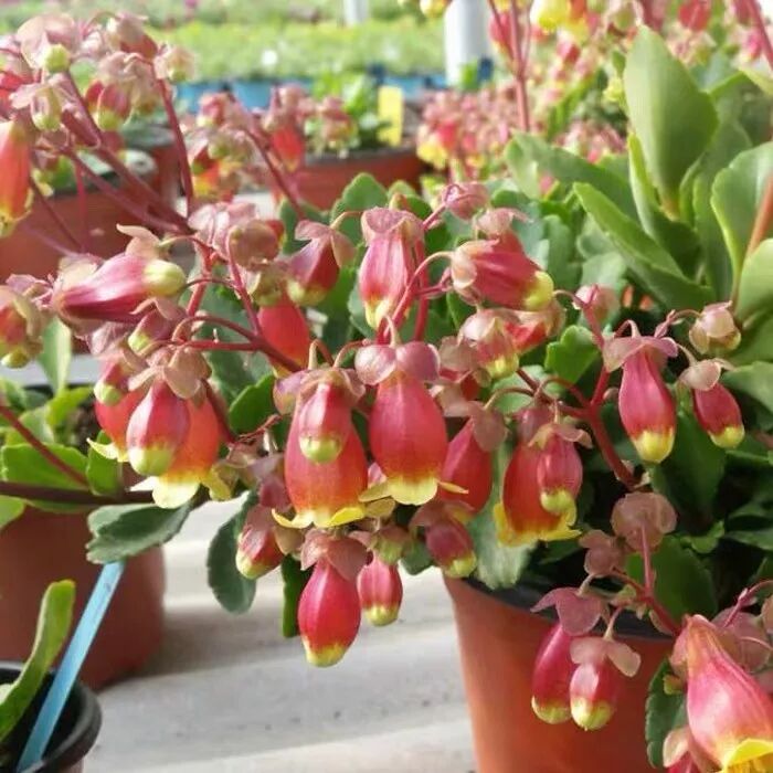 植物记 比长寿花更美丽的吉祥花 宫灯长寿花 养花之家 微信公众号文章