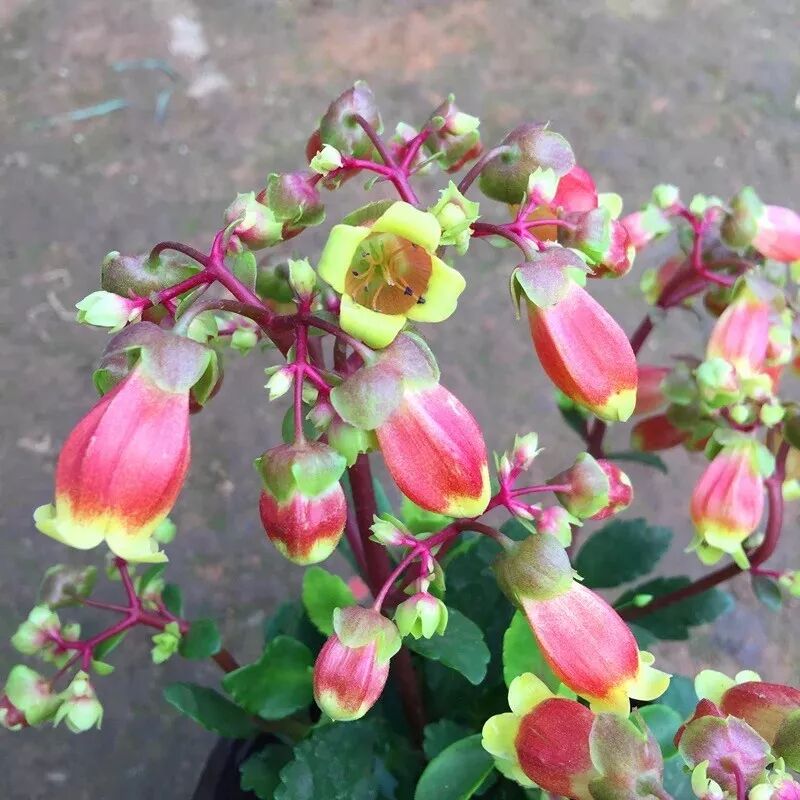 植物记 比长寿花更美丽的吉祥花 宫灯长寿花 养花之家 微信公众号文章