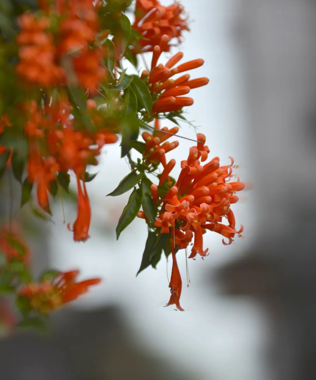 江门日报特约摄影师 苏云峰 摄