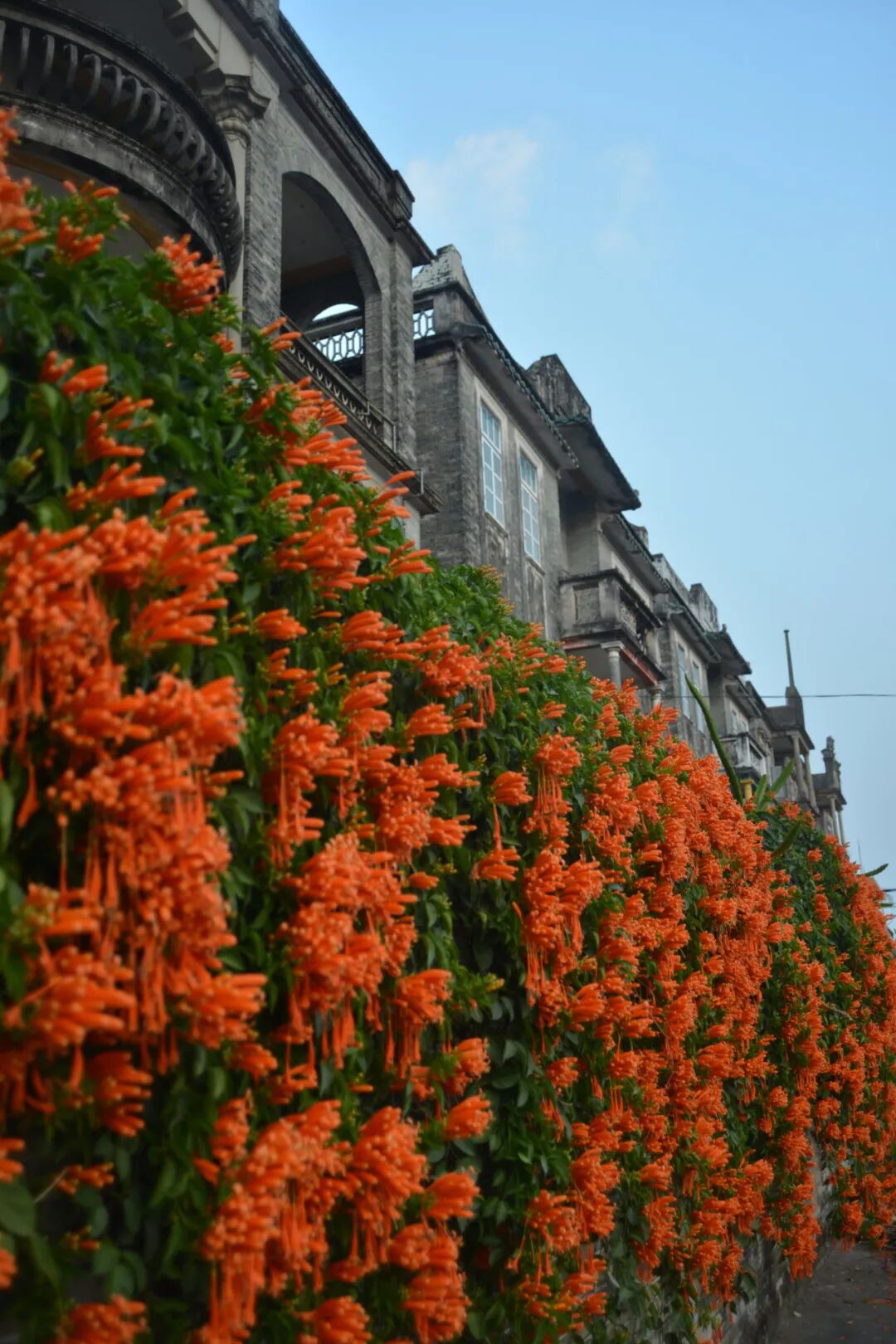 江门日报特约摄影师 苏云峰 摄