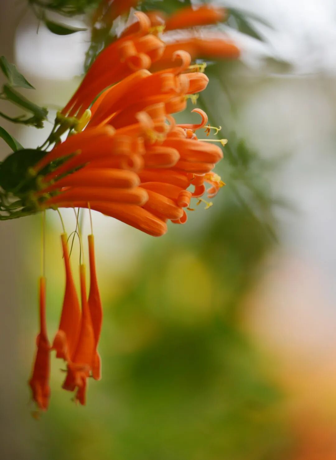 江门日报特约摄影师 苏云峰 摄