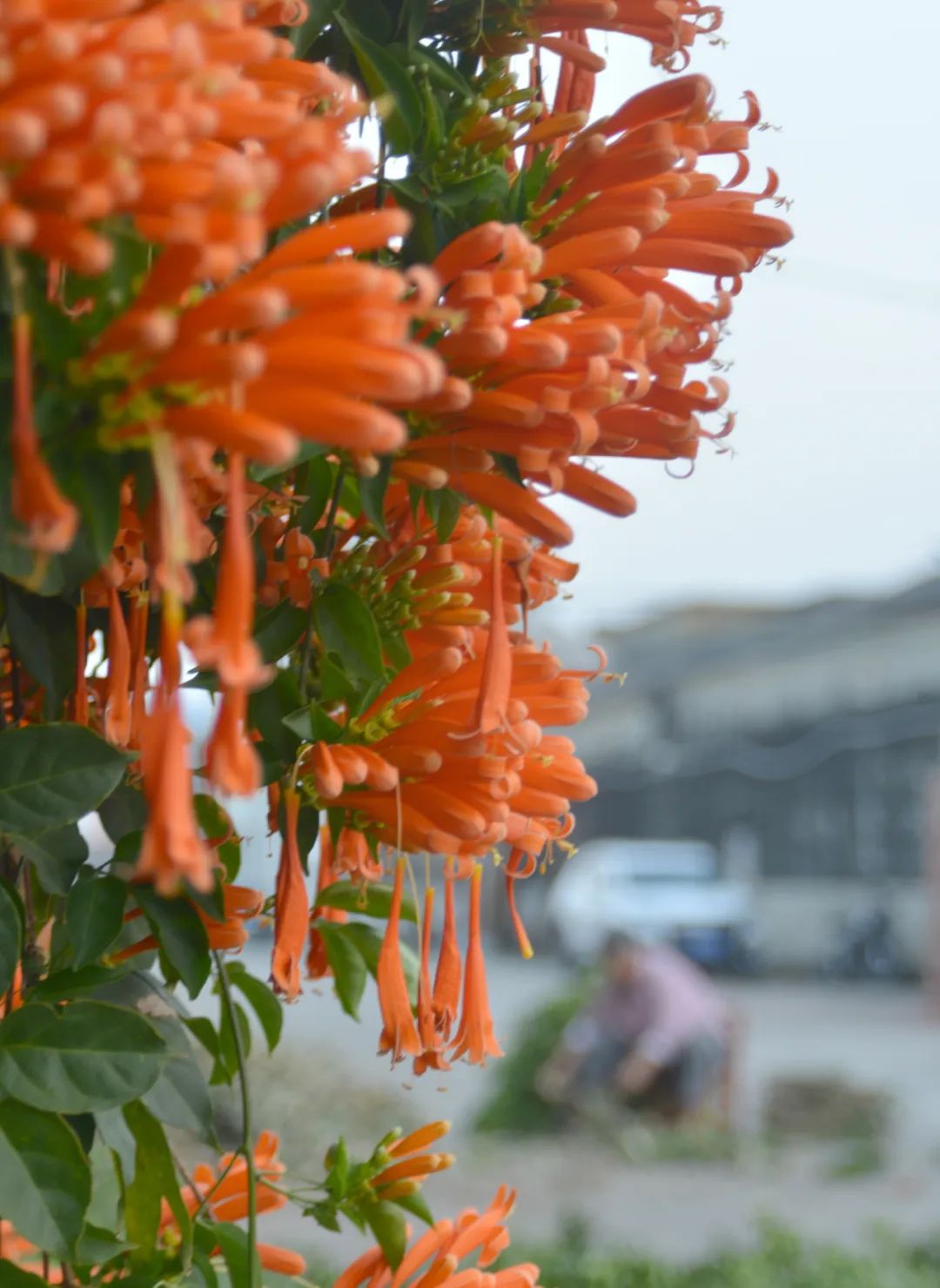 江门日报特约摄影师 苏云峰 摄