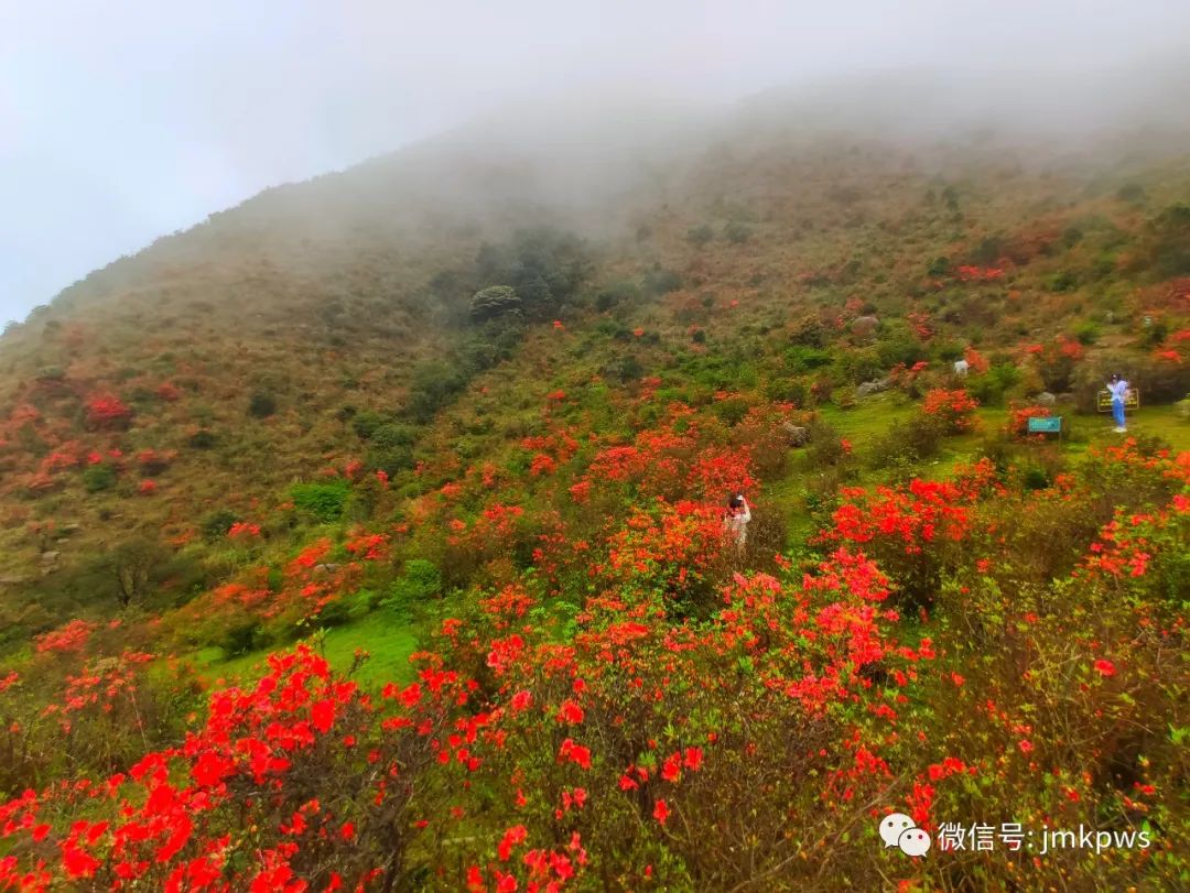 周末去哪兒？江門這幾條旅遊線路藏不住了！沿途美景超級多！走起！ 旅遊 第33張