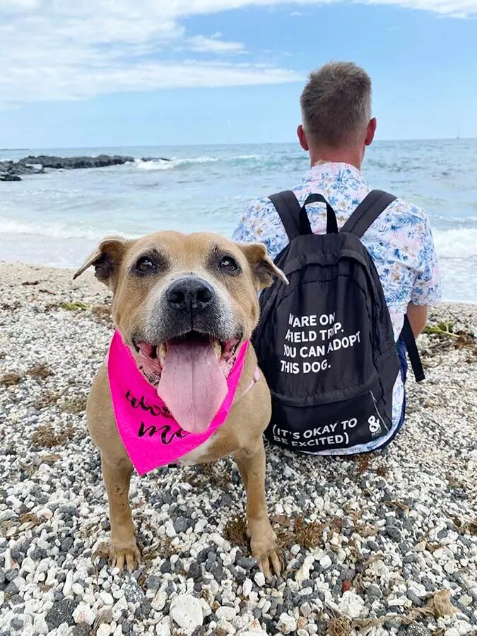 收容所犬只实地考察 收容所犬只实地考察 - 夏威夷岛人道协会
