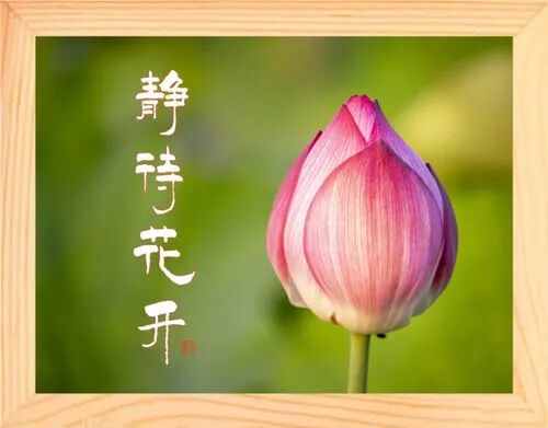 等待花开作文怎么写_火爆资讯网