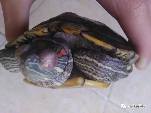 乌龟白眼病怎么治最快 乌龟白眼病及治疗