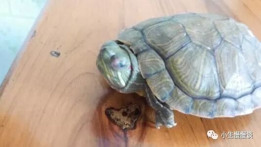 白眼病的乌龟适合什么样的环境_乌龟白眼病怎么治最快_三病医院治那三病